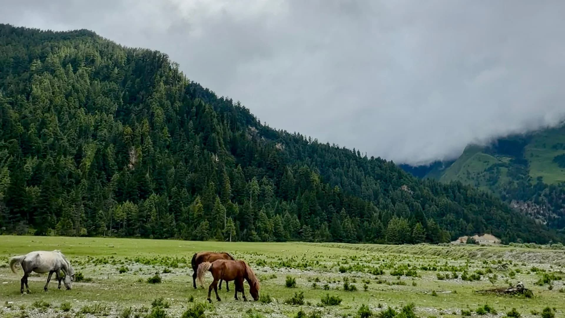 Horses grazing on a high meadow above the camp