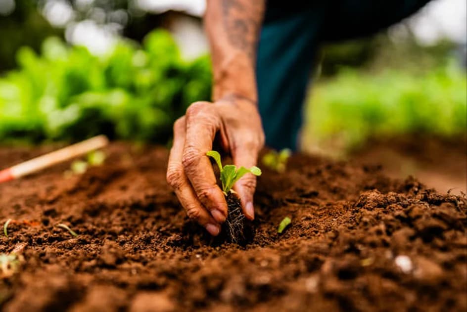 Hands settling a seedling into freshly turned soil
