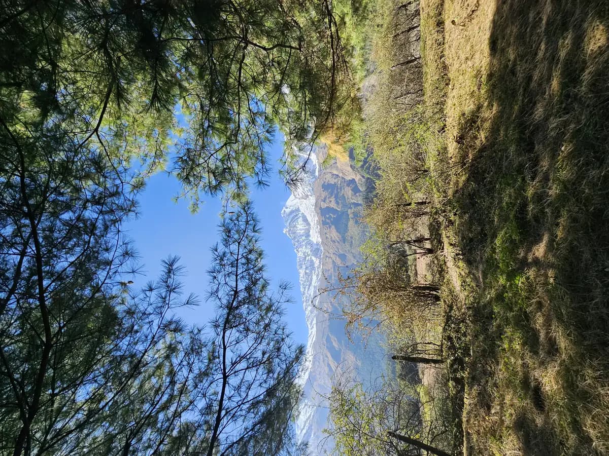 Mustang valley framed by pine branches