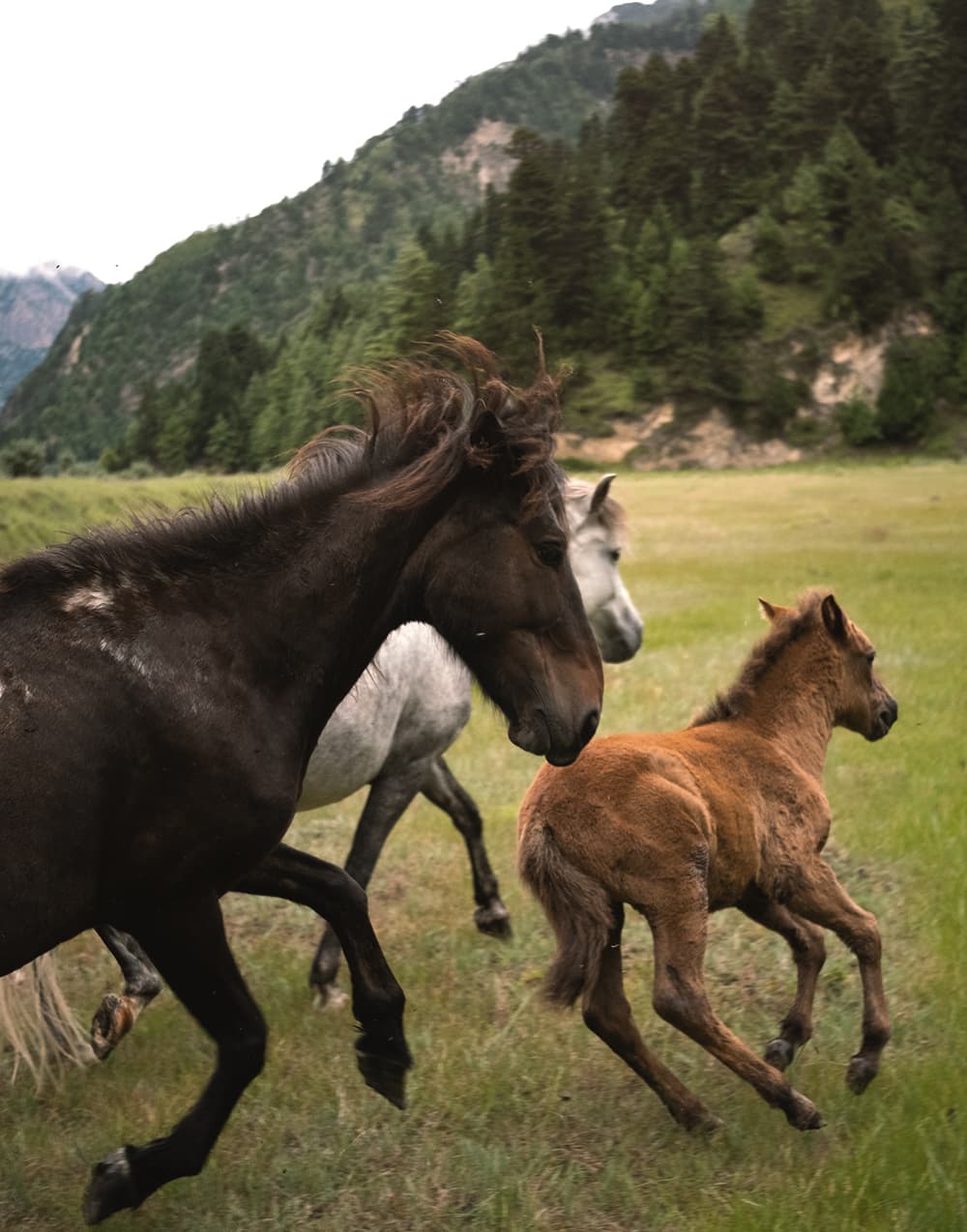 Wild horses galloping across a meadow below the pine forest